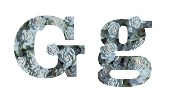 Levél G angol ábécé kisbetűs és nagybetűs izolált fehér. Levél szürke ezüst mintás zamatos Crassula izolátum - Fotó, kép