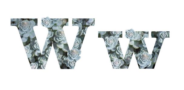 Letra W alfabeto mayúsculas y minúsculas aisladas. Letra gris plata modelado planta suculenta aislado
 - Foto, imagen