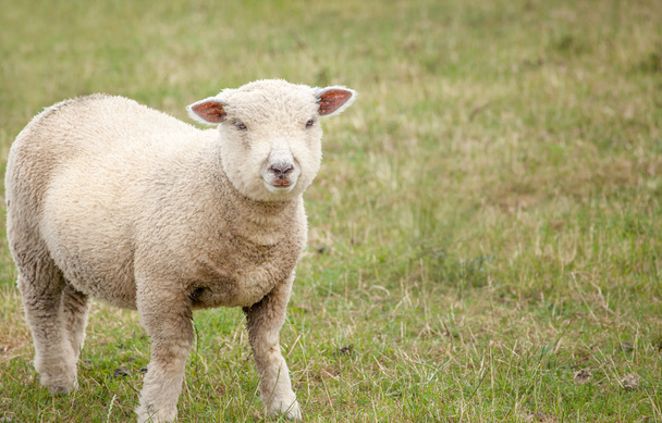 tavaszi bárány - Fotó, kép