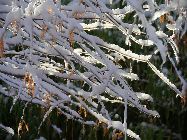 Plan moyennement large de branches d'arbres recouvertes de glace et de neige, avec des feuilles de pin orange
  - Photo, image