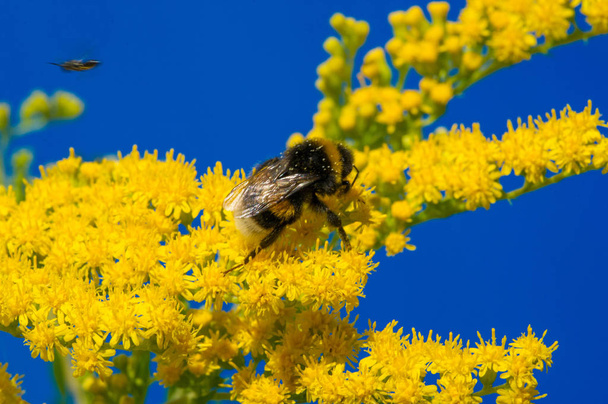 flower of Solidago commonly called goldenrods comes from North A - Photo, Image