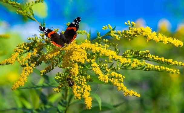  flower of Solidago commonly called goldenrods comes from North  - Photo, Image