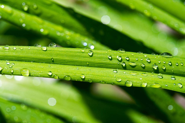Капли воды на траву, после летнего дождя
 - Фото, изображение