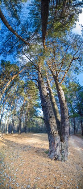 Autumn panorama, trees in the forest, in the park area of the ci - Photo, Image