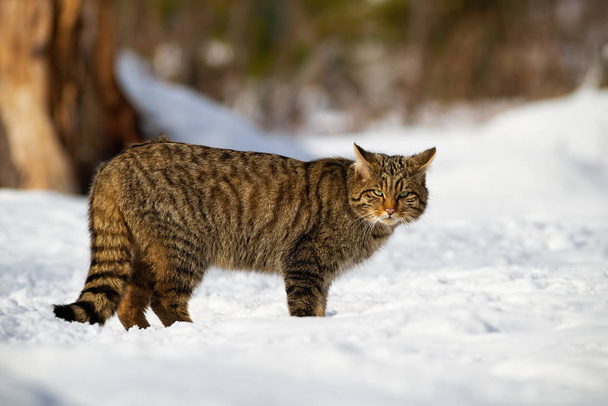 Evropská divoká kočka a jeho pronikavý pohled v zasněženém lese - Fotografie, Obrázek
