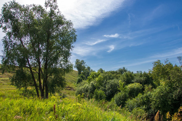 Summer landscape, ravine, grass sedge, mixed grass. Trees of pin - Foto, imagen