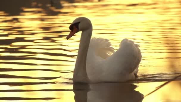 Swan at sunset - Footage, Video