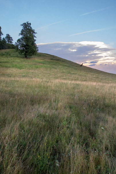 Sommerlandschaft, Berghang vor dem Hintergrund der Kulisse  - Foto, Bild