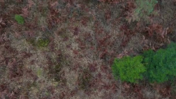 Lot nad lasu - Materiał filmowy, wideo