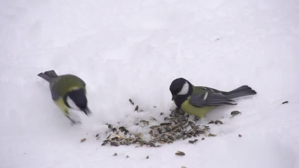 σίτιση άγριων πτηνών το χειμώνα - Πλάνα, βίντεο