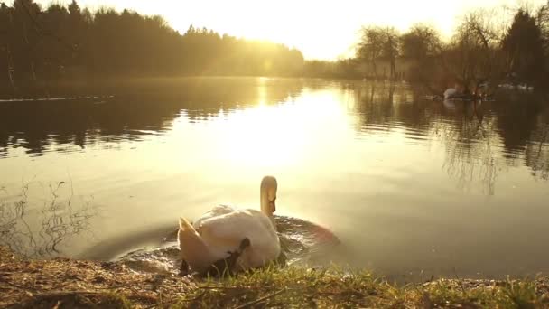 Schwan schwimmt im See - Filmmaterial, Video