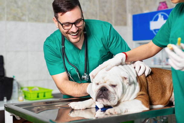 Veterinarian and dog at veterinary clinic. Dog at the vet clinic. - Zdjęcie, obraz