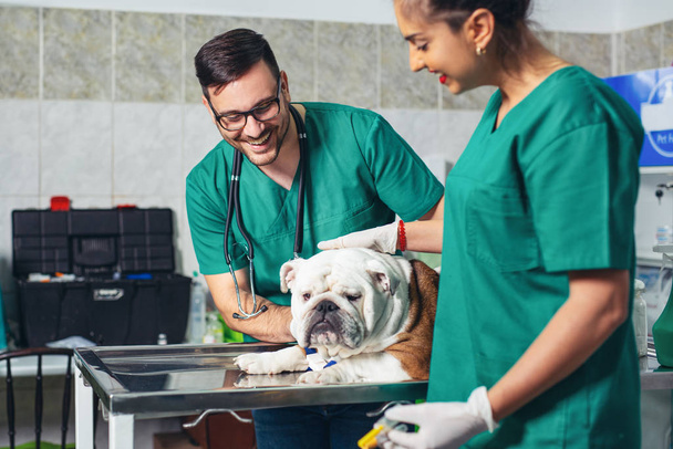 Happy veterinarians examining dog in clinic. Dog at the vet clinic. - Valokuva, kuva