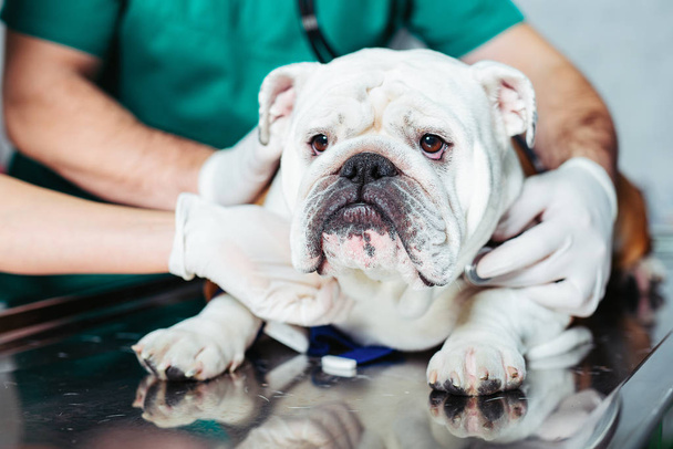 Veterinarian and dog at veterinary clinic. Dog at the vet clinic. - Photo, image