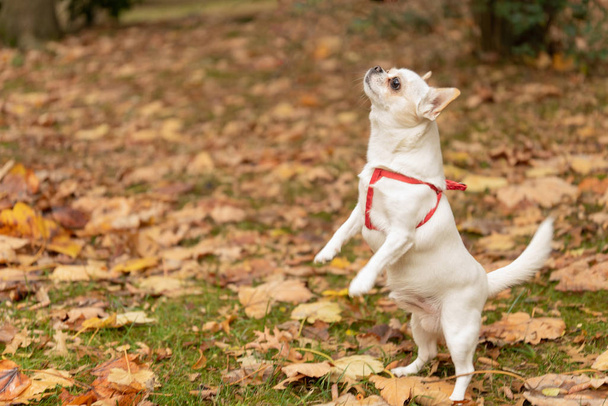 Witte Chihuahua puppy aan het spelen in het park - Foto, afbeelding