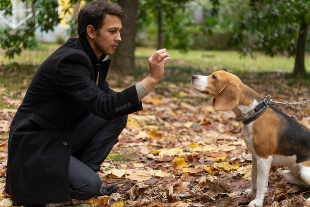 Young guy and his dog Beagle. A man is training his pet. - 写真・画像