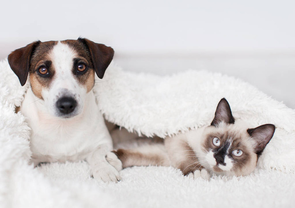 Cat and dog together under white plaid - Foto, afbeelding
