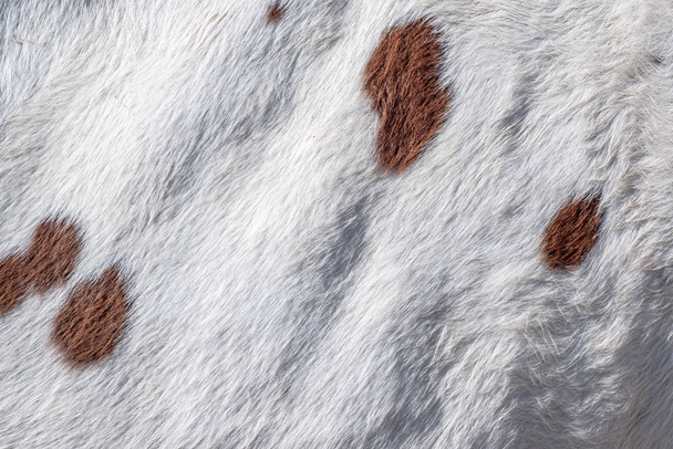 Harig patroon of textuur van de koeienhuid - Foto, afbeelding