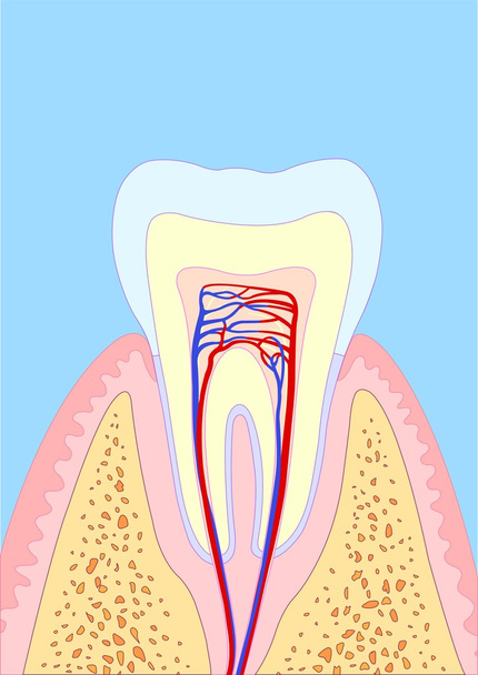 μοριακή δόντι - Διάνυσμα, εικόνα
