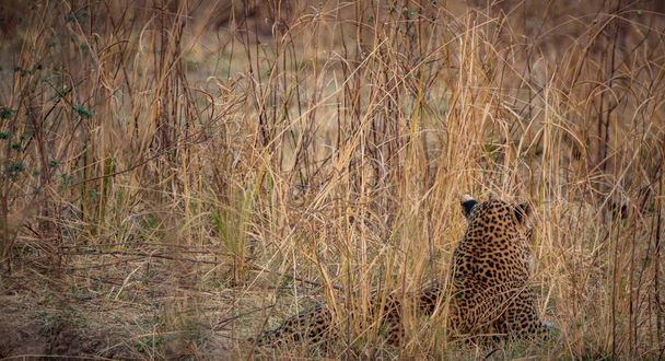 Άγρια λεοπάρδαλη κρυμμένη στους θάμνους ψάχνοντας για θηράματα - Φωτογραφία, εικόνα