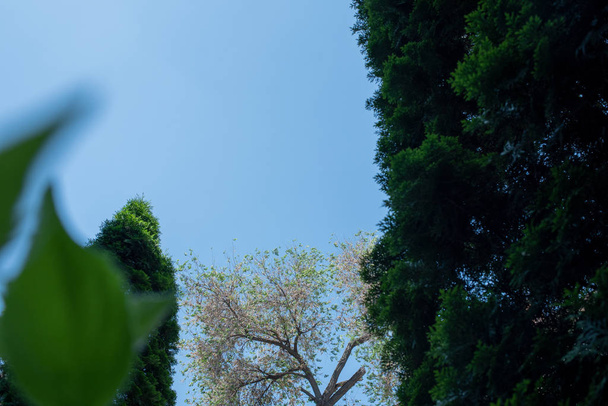 Bahar ağaçları ve mavi gökyüzü arka planı. Bahar ağaçları ve gökyüzü - Fotoğraf, Görsel