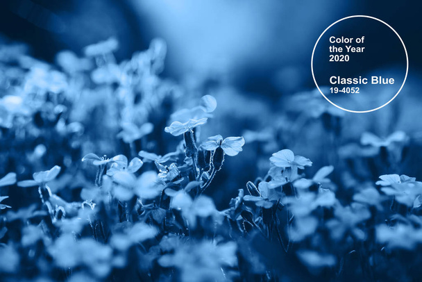 2020年のクラシックブルーのメインカラートレンド。青花を咲かせるオブリエタ - 写真・画像