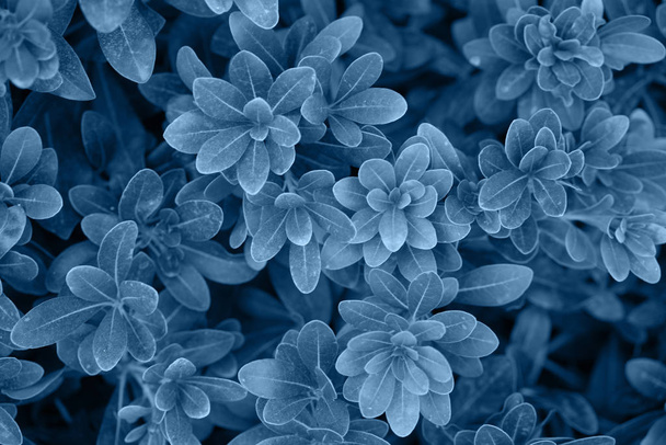 Background of the blue foliage. - Photo, Image