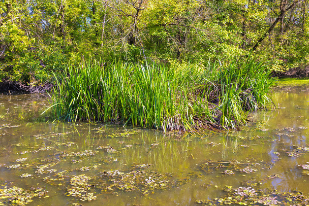 Details of the wetland landscape. Imperial Pond nature reserve. Carska Bara, Vojvodina, Serbia. Image - Photo, Image