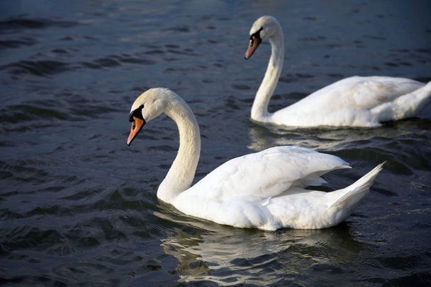Крупный план двух белых лебедей, плавающих в реке Дунай. Изображение
 - Фото, изображение