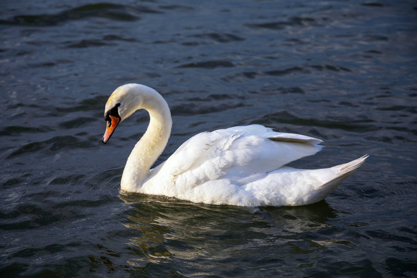 Close-up view of a lone white swan swimming in the Danube river. Image - Photo, Image