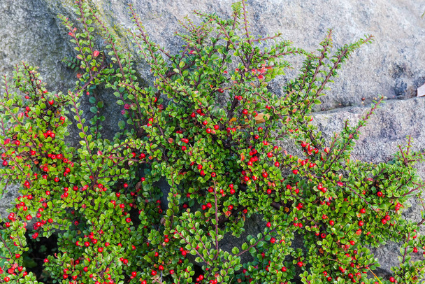 Κλαδιά κόκκινου barberry με μούρα πάνω στην γκρίζα πέτρα - Φωτογραφία, εικόνα