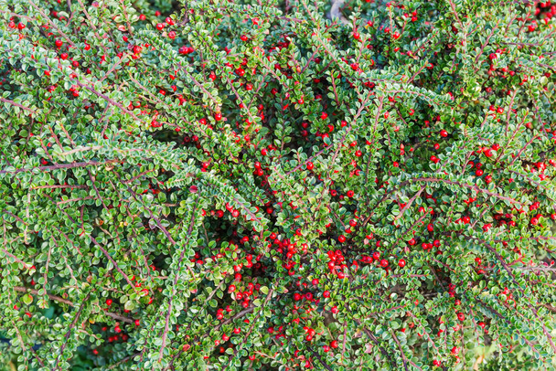 Tło krzewu czerwonej jagody malinowej z jagodami - Zdjęcie, obraz