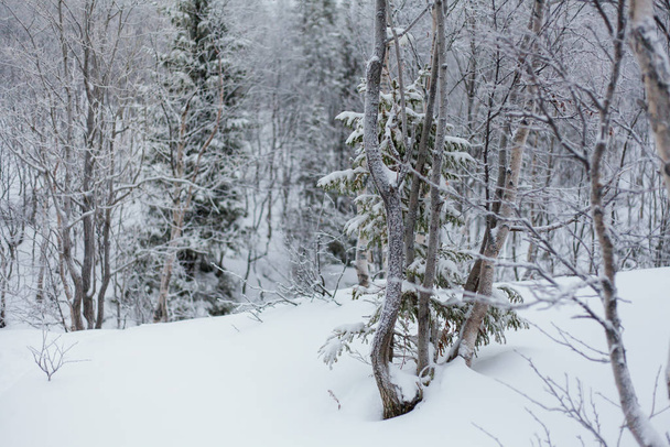 Stromy pod sněhem, zimní park na severu - Fotografie, Obrázek