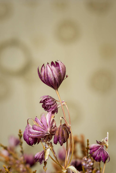 Buquê de flores secas, formato vertical
 - Foto, Imagem
