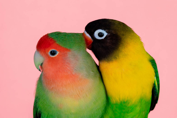 Lovebirds on a branch  - Fotografie, Obrázek