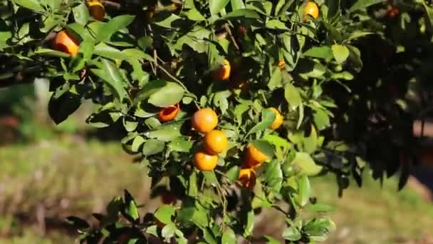 Sinaasappelboom met fruit in de sinaasappeltuin op een zonnige dag. Natuurlijke outdoor voedsel achtergrond. - Video