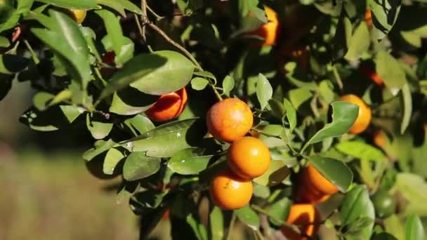 Πορτοκαλιά με φρούτα στον κήπο σε μια ηλιόλουστη μέρα. Φυσικό εξωτερικό υπόβαθρο τροφίμων. - Πλάνα, βίντεο