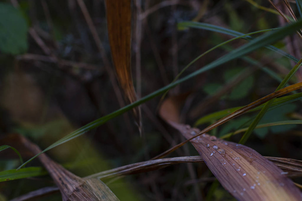 Dew op een droog blad van gras in de late herfst - Foto, afbeelding