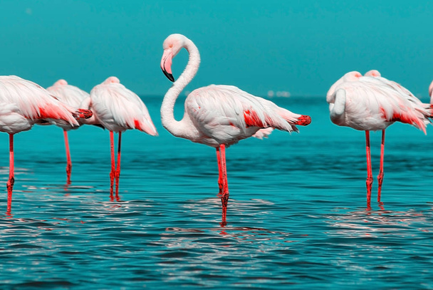 Wild african birds. Group of African white flamingo birds and their reflection on the blue water.  - Photo, Image