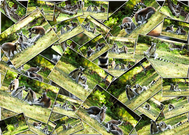 Lindo lémur kata
 - Foto, Imagen