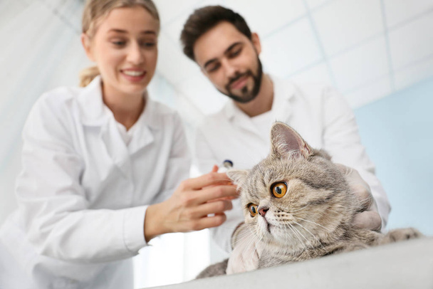 Veterináři očkování roztomilé kočky na klinice - Fotografie, Obrázek