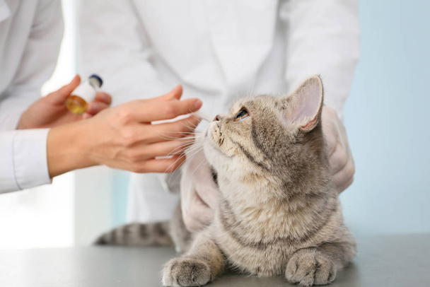 Κτηνίατροι εμβολιάζουν χαριτωμένο γάτα στην κλινική - Φωτογραφία, εικόνα
