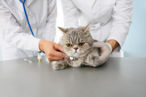 Ветеринары осматривают симпатичную кошку в клинике
 - Фото, изображение