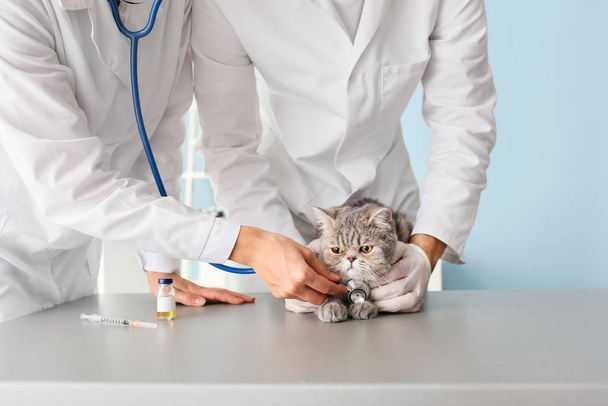 Κτηνίατροι εξετάζουν χαριτωμένο γάτα στην κλινική - Φωτογραφία, εικόνα