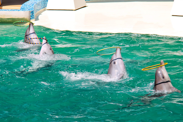 Les dauphins tordent les anneaux sur l'eau montrent
 - Photo, image