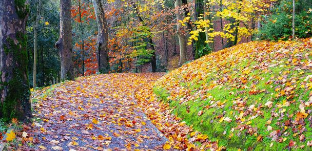 weg met herfstblad kleuren in de herfst, stad Donostia - Foto, afbeelding