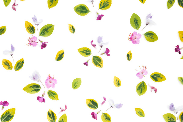 flores del prado sobre fondo blanco - Foto, Imagen