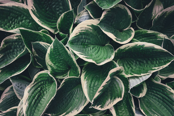 Vista de cima em folhas de hosta
 - Foto, Imagem