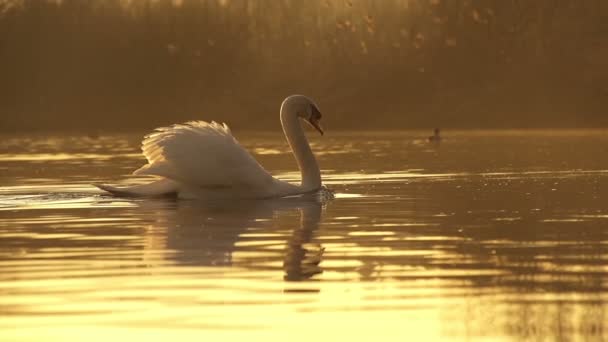 Swan swimming in a lake - Footage, Video