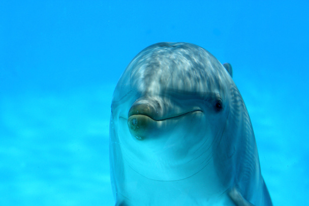 Cute Dolphin - Photo, Image